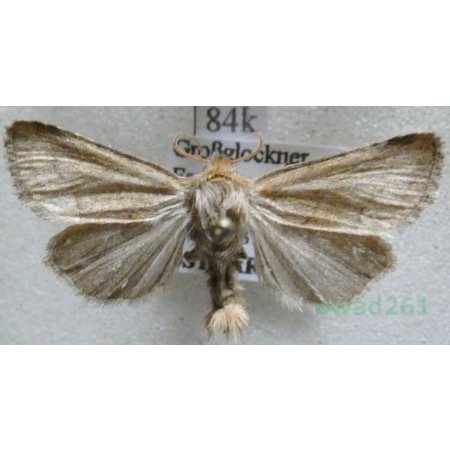 Eriopygodes imbecilla (Fabricius, 1794) Zmierzchówka słabka Austria84k